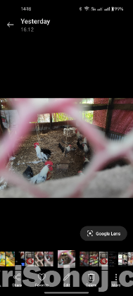 ফাউমি মুরগির বীজ ডিম